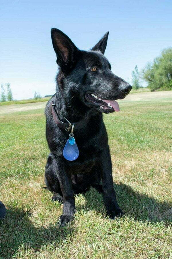 Jigger All Black Male German Shepherd Dog