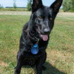Jigger All Black Male German Shepherd Dog