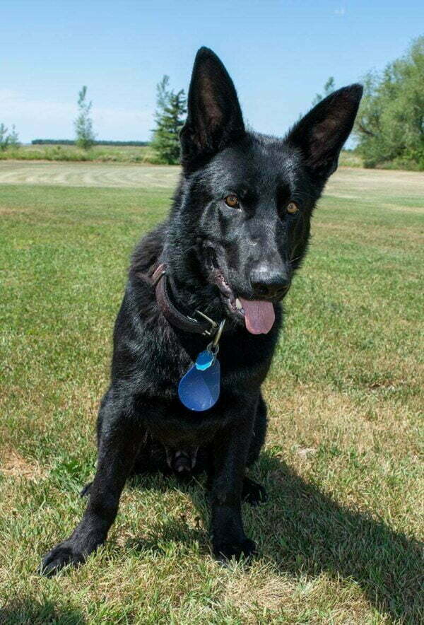 Jigger All Black Male German Shepherd Dog