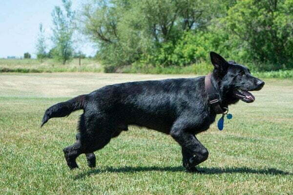 Jigger All Black Male German Shepherd Dog
