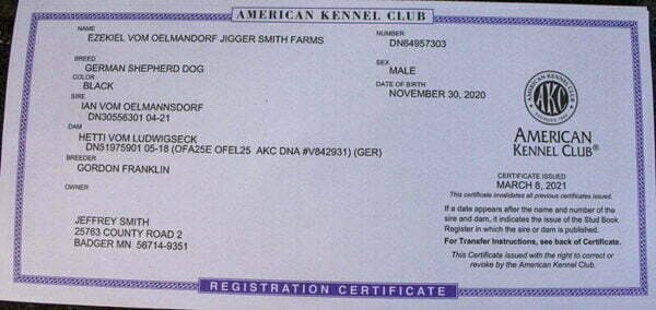 Jigger All Black Male German Shepherd Dog Certification