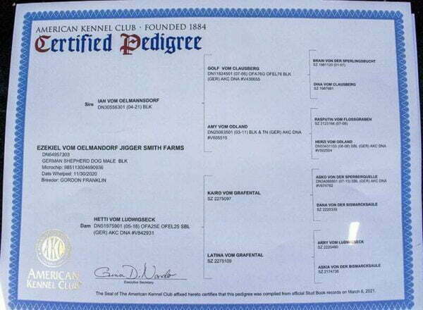 Jigger All Black Male German Shepherd Dog Certification