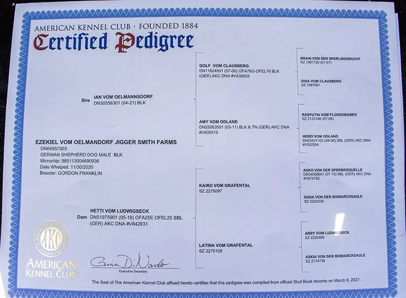 Jigger-All-Black-Male-German-Shepherd-Dog-Certification Jigger All Black Male German Shepherd Dog Certification