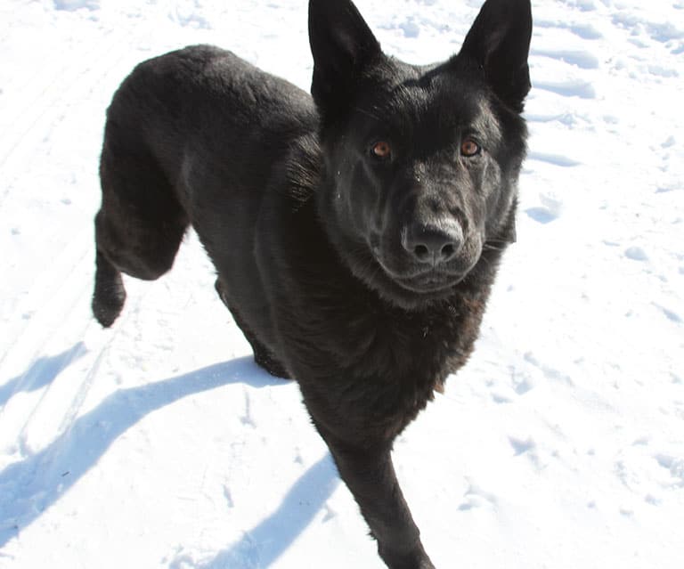 Jigger All Black Male German Shepherd Dog