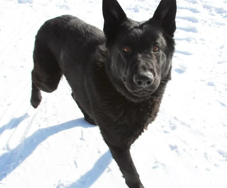 Jigger All Black Male German Shepherd Dog Jigger All Black Male German Shepherd Dog