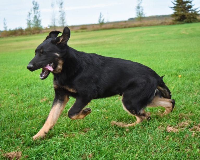 Betty and Jericho Black & Tan Male German Shephard Puppies For Sale