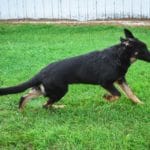 all black german shepherd puppies for sale