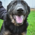 Betty and Jericho Black & Tan Male German Shephard Puppies For Sale