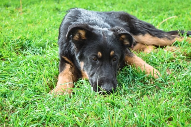 Betty and Jericho Black & Tan Male German Shephard Puppies For Sale