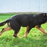 Betty and Jericho Black & Tan Male German Shephard Puppies For Sale