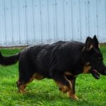 Betty and Jericho Black & Tan Male German Shephard Puppies For Sale