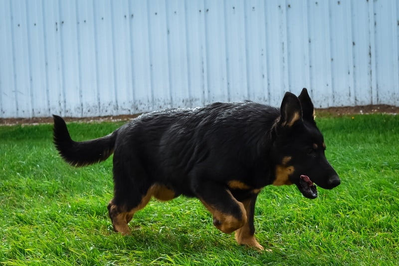 Betty and Jericho Black & Tan Male German Shephard Puppies For Sale
