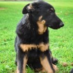 Betty and Jericho Black & Tan Male German Shephard Puppies For Sale