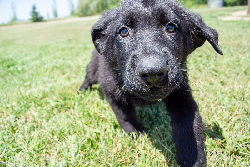 Black German Shepherd Puppies For Sale