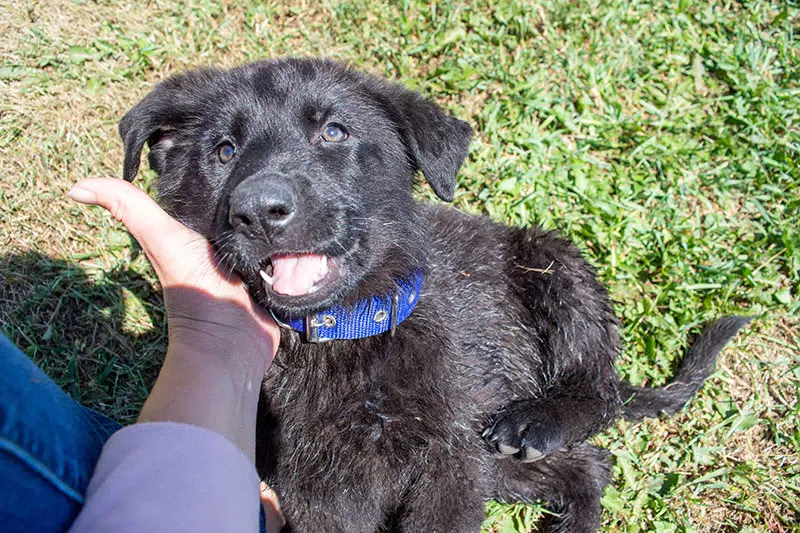 German Shepherd Puppies