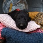 Haly and Jericho Black Female German Shephard Puppies For Sale