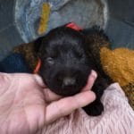 Haly and Jericho Black Female German Shephard Puppies For Sale