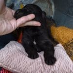 Haly and Jericho Black Female German Shephard Puppies For Sale