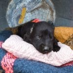 Haly and Jericho Black Female German Shephard Puppies For Sale