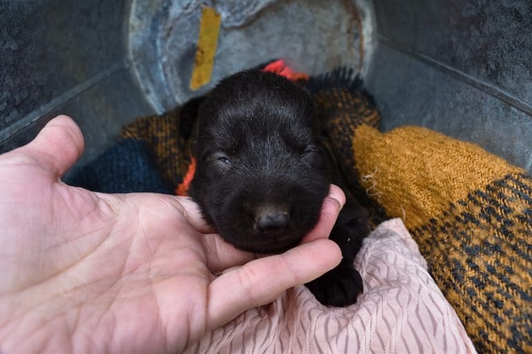 Haly and Jericho Black Female German Shephard Puppies For Sale