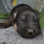 Haly and Jericho Black & Tan Male German Shephard Puppies For Sale