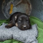 Haly and Jericho Black & Tan Male German Shephard Puppies For Sale