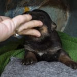 Haly and Jericho Black & Tan Male German Shephard Puppies For Sale