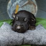 Haly and Jericho Black & Tan Male German Shephard Puppies For Sale