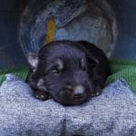 Haly and Jericho Black & Tan Male German Shephard Puppies For Sale