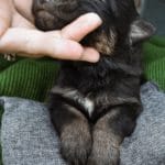 Haly and Jericho Black & Tan Male German Shephard Puppies For Sale