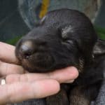 Haly and Jericho Black & Tan Male German Shephard Puppies For Sale