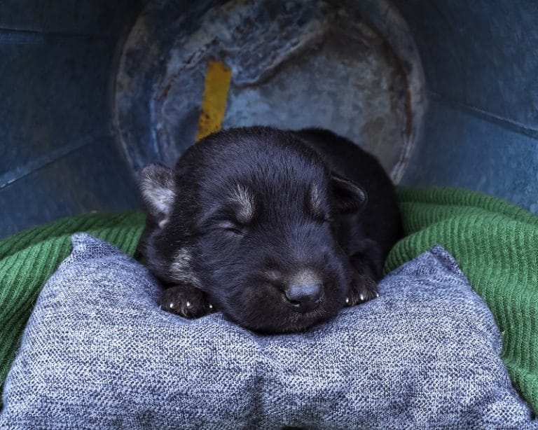 Haly and Jericho Black & Tan Male German Shephard Puppies For Sale