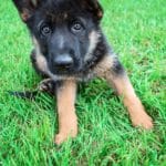 Jazzy and Jupiter Black & Tan Female German Shephard Puppies For Sale