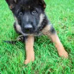 Jazzy and Jupiter Black & Tan Female German Shephard Puppies For Sale