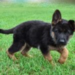 Jazzy and Jupiter Black & Tan Female German Shephard Puppies For Sale