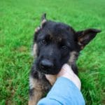 Jazzy and Jupiter Black & Tan Female German Shephard Puppies For Sale