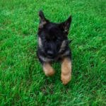 Jazzy and Jupiter Black & Tan Female German Shephard Puppies For Sale