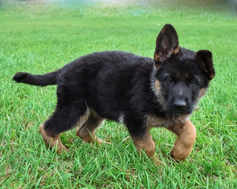 Jazzy and Jupiter Black & Tan Female German Shephard Puppies For Sale