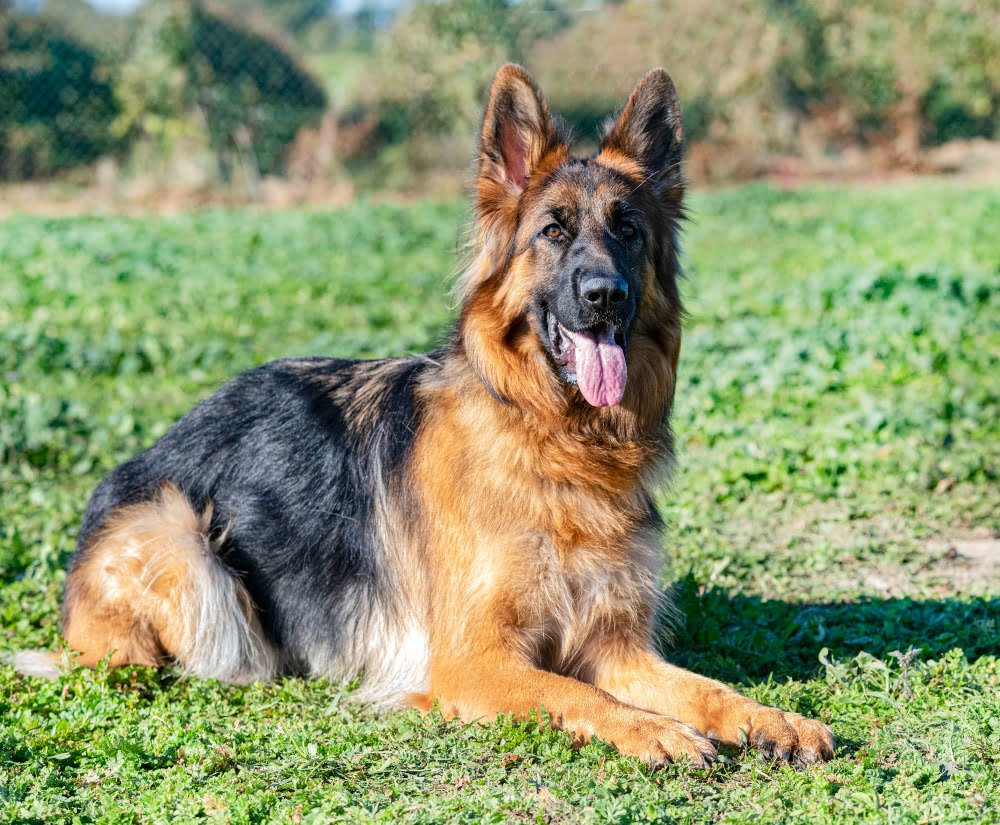 Long-haired German Shepherd Mix Puppies