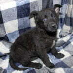Justice & Jigger female All Black German Shepherd Puppy For Sale 100% DDR
