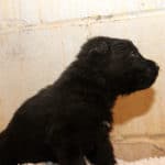 Justice & Jigger Male All Black German Shepherd Puppy For Sale 100% DDR