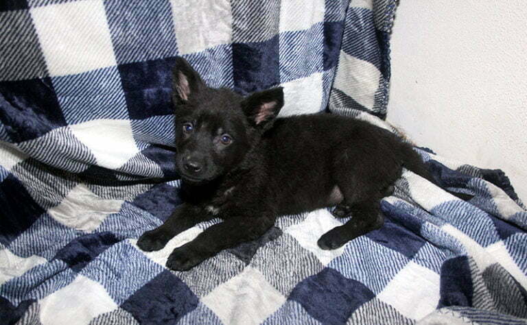 Justice & Jigger female All Black German Shepherd Puppy For Sale