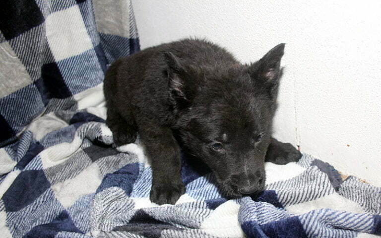 Justice & Jigger Male All Black German Shepherd Puppy For Sale 100% DDR