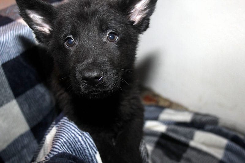 How Much Can A Black German Shepherd Puppy Cost? 1 Justice &Amp; Jigger Male All Black German Shepherd Puppy For Sale 100% Ddr