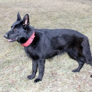 Jada Female German Shepherd
