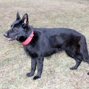 Jada Female German Shepherd