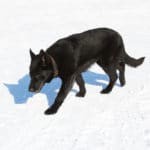 Juno All Black Female German Shepherd Dog