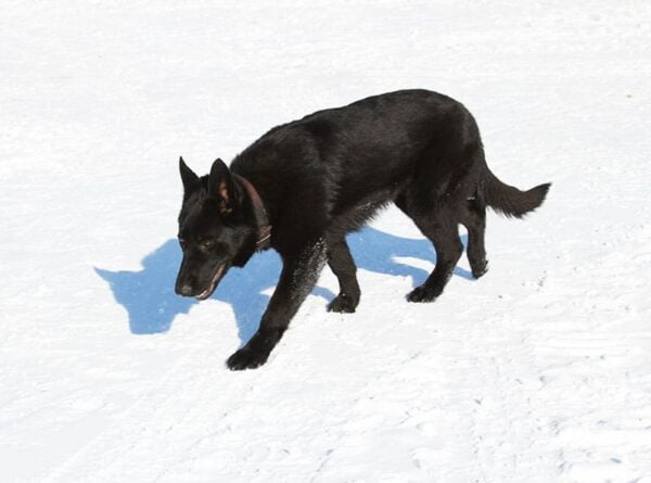 Juno All Black Female German Shepherd Dog