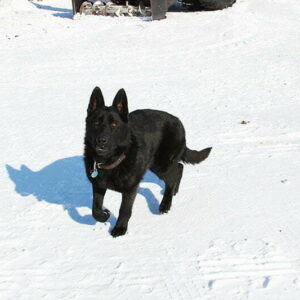 Juno All Black Female German Shepherd Dog