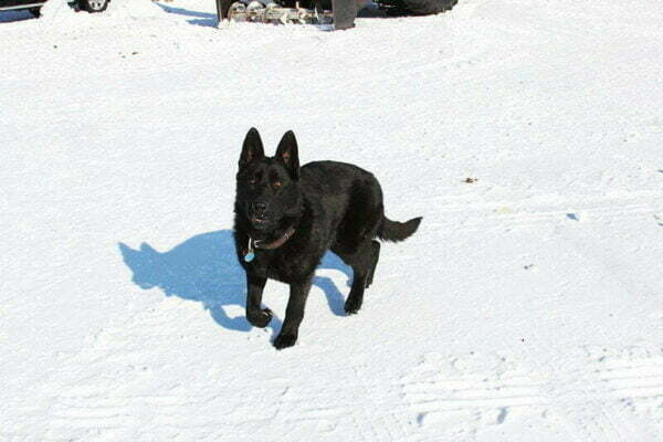 Juno All Black Female German Shepherd Dog